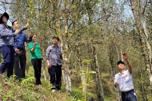 Vì sao 40 ha cây hồi tại huyện Bình Liêu - Quảng Ninh bị rụng hoa quả?