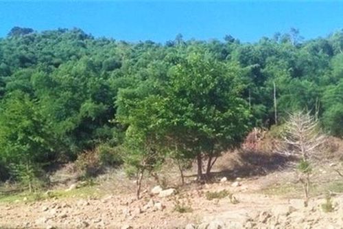Cựu Bí thư huyện giả chữ ký người nhà, thâu tóm 138,4 ha đất rừng