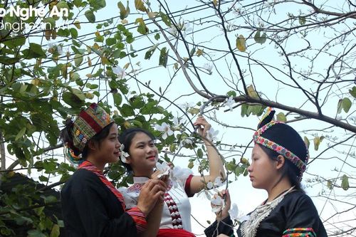 Xao xuyến mùa hoa ban trên miền biên viễn Nghệ An
