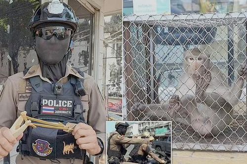 Video cảnh sát Thái Lan dùng súng cao su đối phó các 'băng đảng khỉ'
