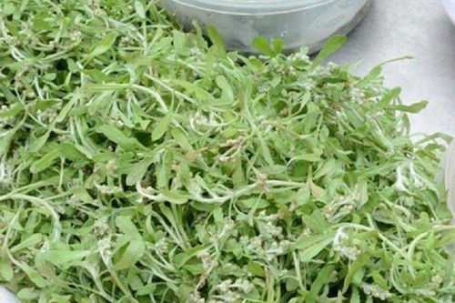 Loại rau dại trước cho gà ăn nay làm thành món đặc sản ở thành phố, giá nửa triệu đồng/kg