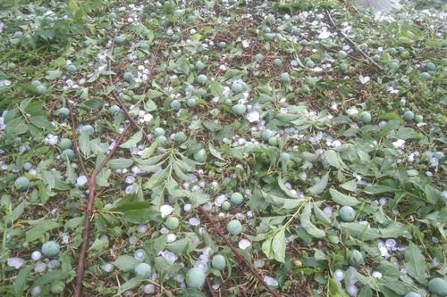 Xót xa cảnh mận Sơn La rụng tả tơi khi chưa kịp chín do mưa đá
