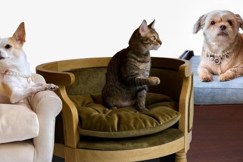 Doanh nghiệp 'hái tiền' nhờ thị trường phụ kiện thú cưng