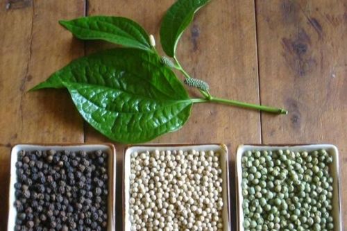 Hồ tiêu ngoài là 'vua của các loại gia vị' còn giúp phòng ngừa bệnh ung thư nhờ một hợp chất