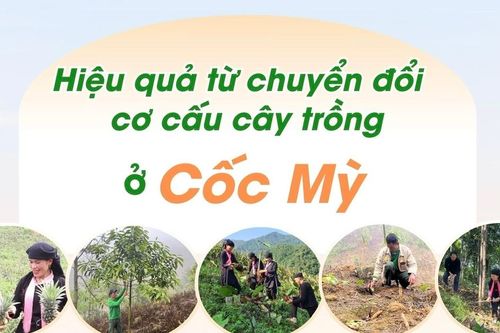 Hiệu quả từ chuyển đổi cơ cấu cây trồng ở Cốc Mỳ