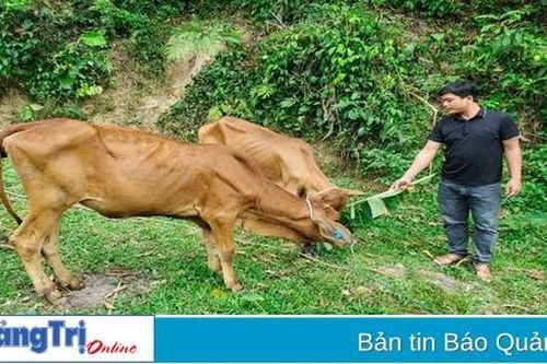 Phản hồi bài báo 'Dự án hỗ trợ người dân chăn nuôi bò vàng ở Hướng Hóa: Bò giống gầy yếu, không tuân thủ quy trình phòng dịch': UBND tỉnh chỉ đạo huyện Hướng Hóa kiểm tra, xử lý