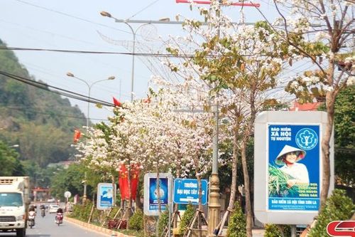 Sơn La, thành phố hoa ban