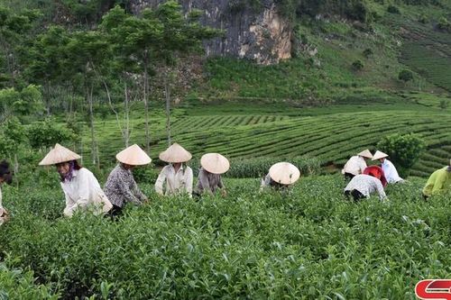 Bay xa hương chè Trọng Nguyên