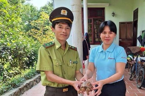 Tiếp nhận cá thể rùa quý, hiếm