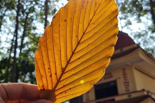 Lá vàng ắt phải rụng rơi...