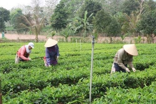 Từ thương hiệu Chè Ba Trại đến bước chuyển mình ở một vùng quê Ba Vì