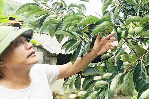 Về vùng biên xứ Lạng xem nông dân ứng dụng khoa học kỹ thuật, kiếm bộn tiền từ cây trồng chủ lực