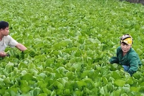Nhiều mô hình kinh tế hiệu quả ở Lệ Chi