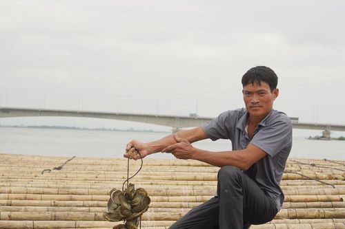 Nuôi hàu treo dây ở cửa sông Gianh