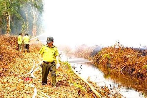 Hàng chục ngàn hec ta rừng Cà Mau đang có nguy cơ cháy