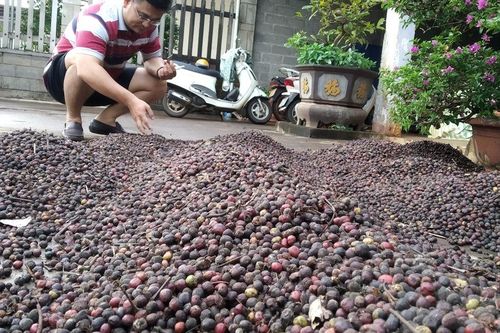 Mục tiêu xuất khẩu cà phê đạt 5 tỷ USD không khó nhưng phải bền vững