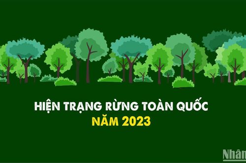 Hiện trạng rừng toàn quốc năm 2023