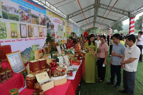 Thúc đẩy tiêu thụ sản phẩm sâm Nam núi Dành