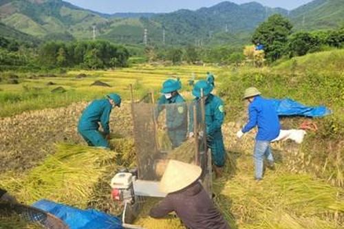 Thư về tòa soạn: Dân quân giúp dân gặt lúa