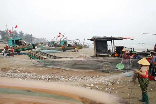 Ngư dân làng bè mảng trĩu tay nhặt cá