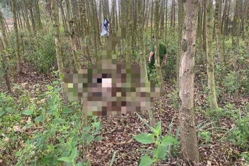 Công an điều tra vụ người đàn ông tử vong trong vườn bạch đàn