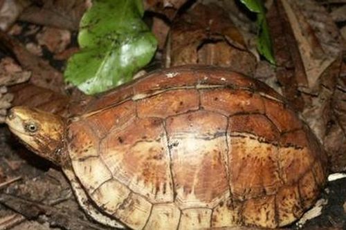 Bất ngờ phát hiện động vật rừng cực hiếm bò vào vườn nhà dân