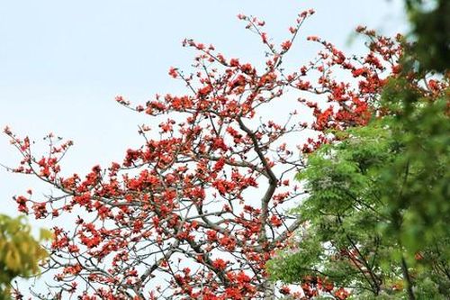 Mê mẩn những cây hoa gạo cổ thụ bung nở trên quê hương Đại thi hào Nguyễn Du
