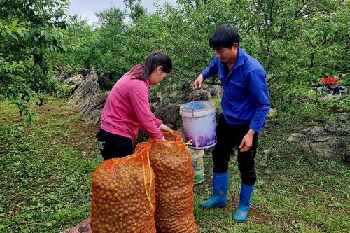 Nông dân Mộc Châu bật khóc vì mận rụng sau mưa đá, giá sụt 60 lần