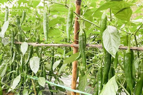 Giá ớt giảm mạnh, nông dân huyện Diễn Châu vẫn lãi đậm