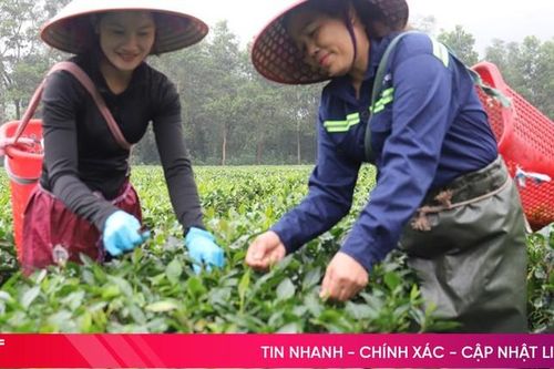 Từ nghèo khó trở thành ông chủ đồi chè có tiếng nơi miền sơn cước