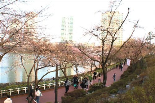 Rực rỡ lễ hội hoa anh đào tại thủ đô Seoul