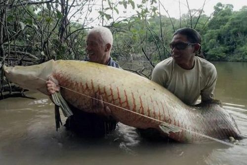 Người đàn ông câu được cá hải tượng long nặng 113kg trên sông Amazon