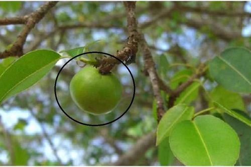 Loài cây 'độc nhất thế giới', chỉ cần đứng cạnh cũng khiến bạn mất mạng 'như chơi'