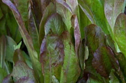 Loài cây dại nay thành đặc sản 'giá trị vàng', đem bán 100.000 đồng/kg