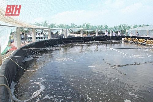 Người duy nhất còn sản xuất giống tôm - cua ở Nga Sơn