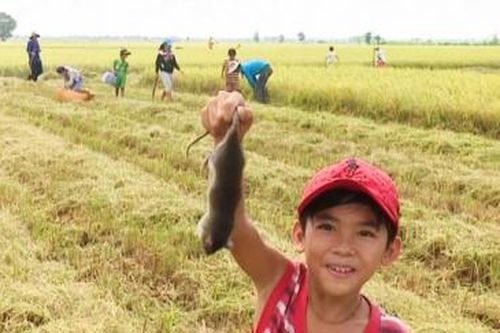 Săn chuột đồng