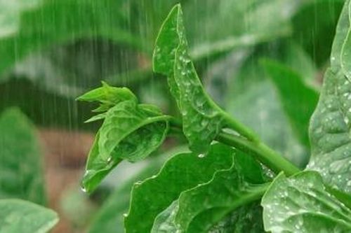 Thương mãi mồng tơi