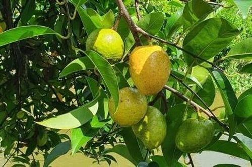 Thân thương bình bát quê mình