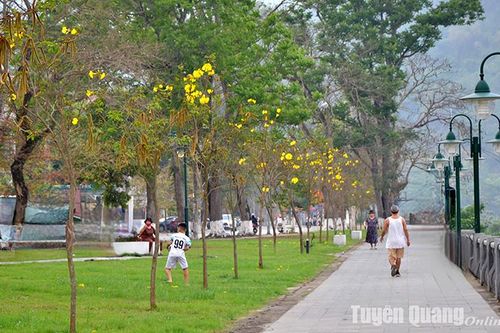Hoa Phong Linh nở vàng bên sông