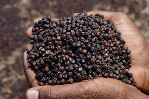 Hồ tiêu giữ mức 95.000 đồng/kg