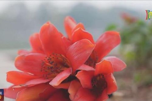 Mùa hoa gạo thắp lửa