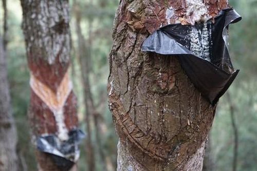 Ngang nhiên cạo nhựa thông ở khu di tích lịch sử cấp quốc gia