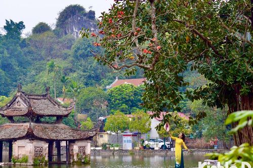 Ngắm hoa gạo đỏ rực góc sân chùa Thầy
