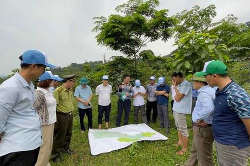 'Góp một cây để có rừng': Hiệu quả xã hội hóa phục hồi rừng