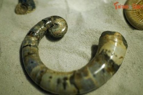 Soi hóa thạch trăm triệu tuổi của 'sừng thần Ammon' ở Hà Nội