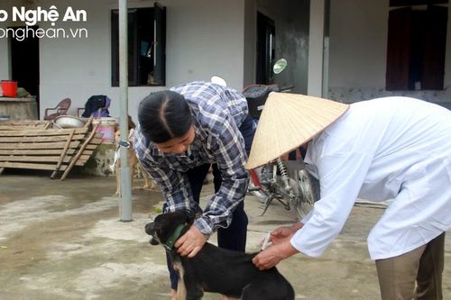 Theo chân cán bộ thú y đi tiêm phòng vắc xin cho đàn vật nuôi