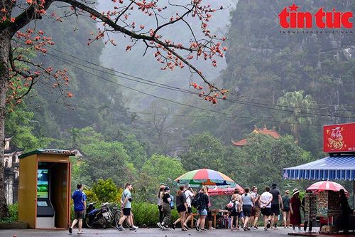 Hoa Mộc Miên rực đỏ bên ngôi chùa gần 600 tuổi ở Ninh Bình