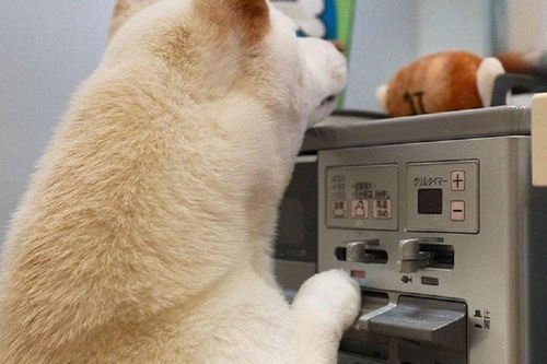 Nhật Bản: Cảnh báo gia tăng các vụ cháy nhà do vật nuôi gây ra