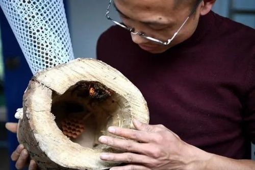 Làm thuê 20 năm không xu dính túi, thử nuôi thứ này thu gần tiền tỉ/năm