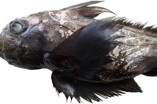 Phát hiện 'cá mập ma' với cái đầu khổng lồ